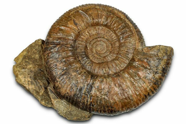 Jurassic Ammonite (Parkinsonia?) Fossil - Sengenthal, Germany #357390